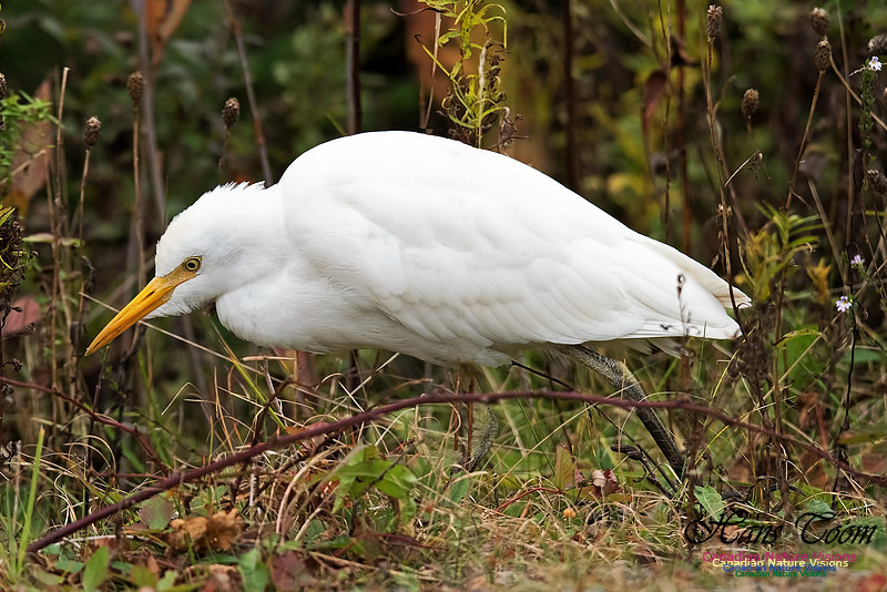 Cattle Egret