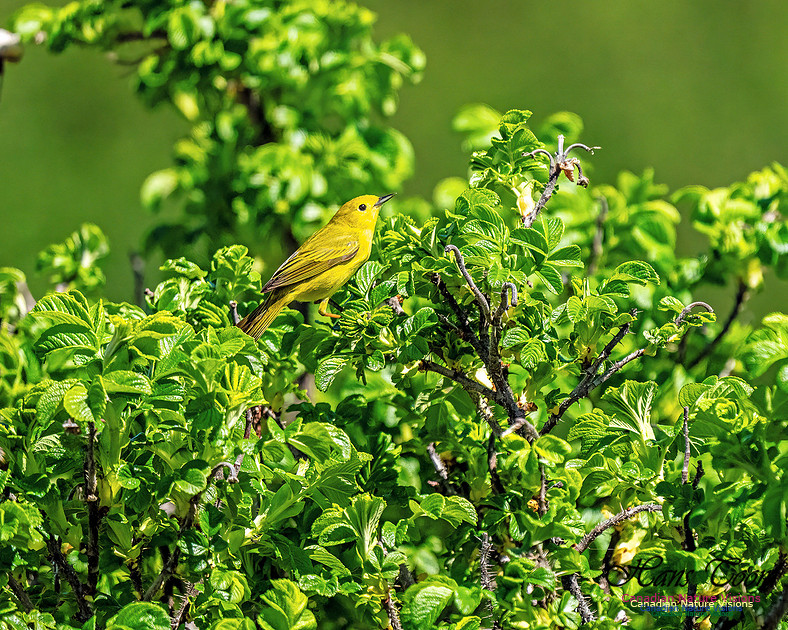Yellow Warbler 101