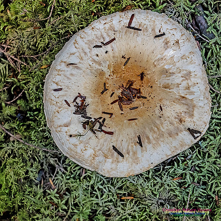 Fungi Walk 112
