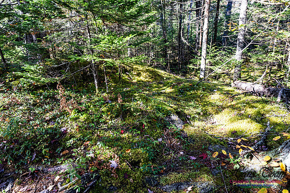 Woodland Stroll 107