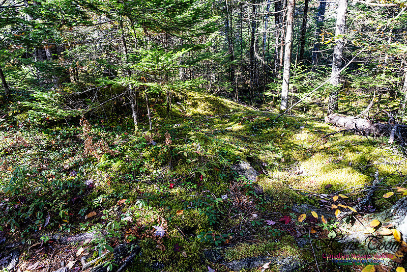 Woodland Stroll 107