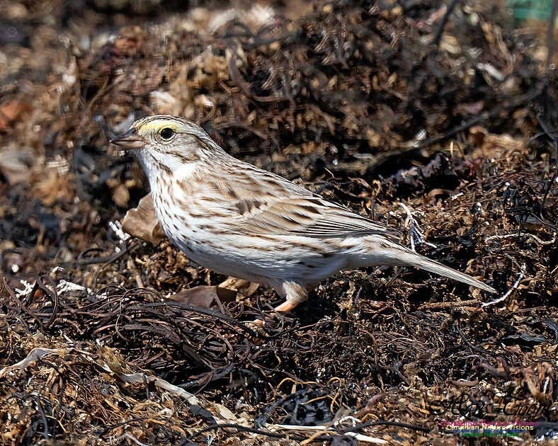 Ipswich Sparrow 777