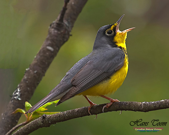 Canada Warbler 13