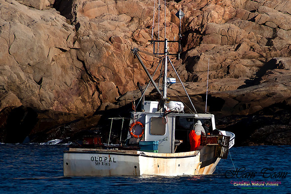 Pulling Lobster Traps