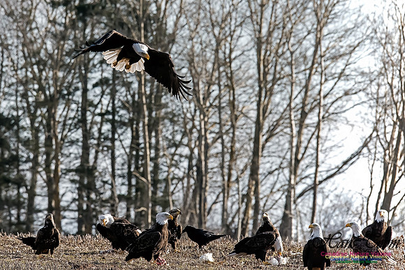 Bald Eagle