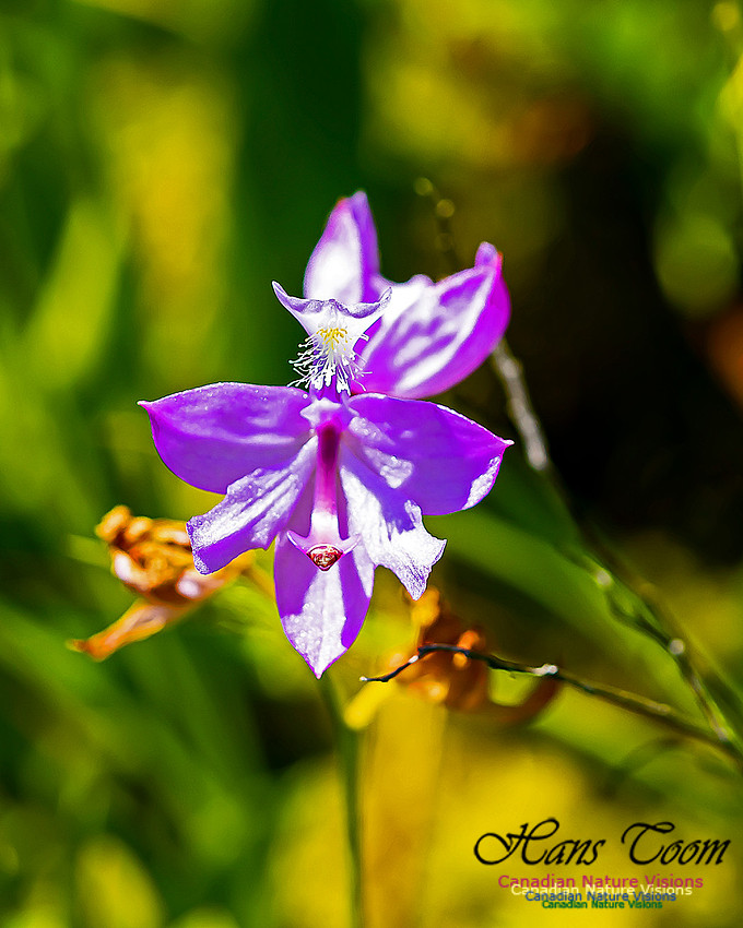 Grass Pink Orchid 105