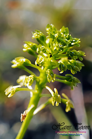 Green Adder's Mouth Orchid