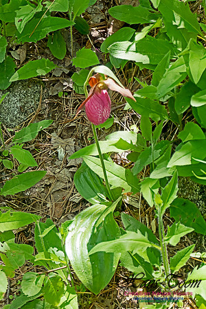 Pink Lady's Slipper Orchid 2020 5