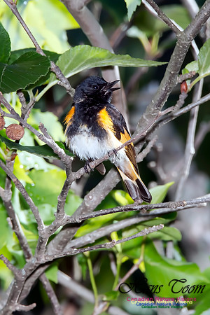 American Redstart