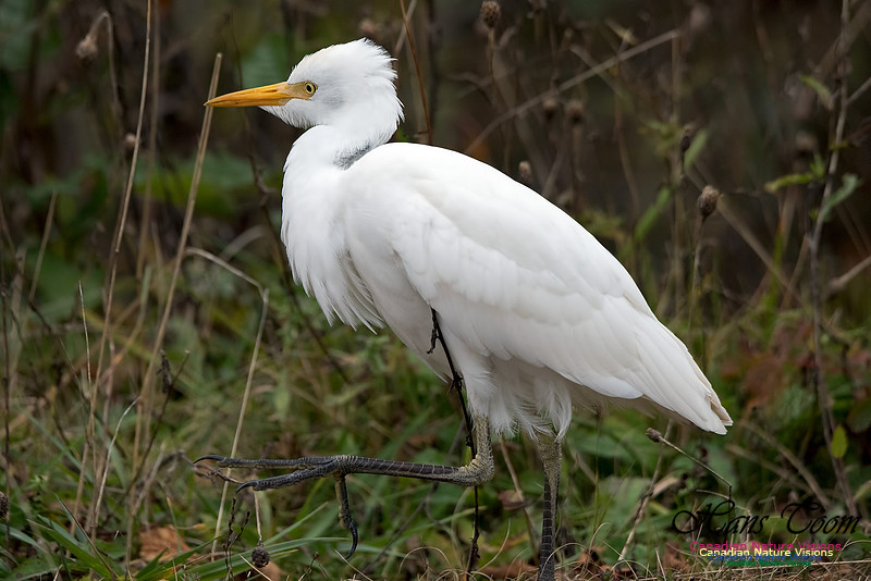 Cattle Egret