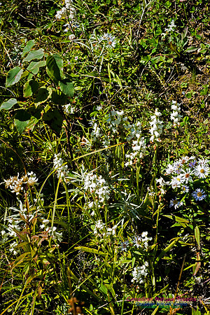 Nodding Ladies Tresses Orchid