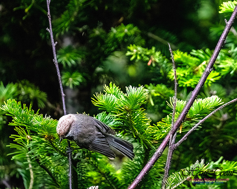 Boreal Chickadee 100