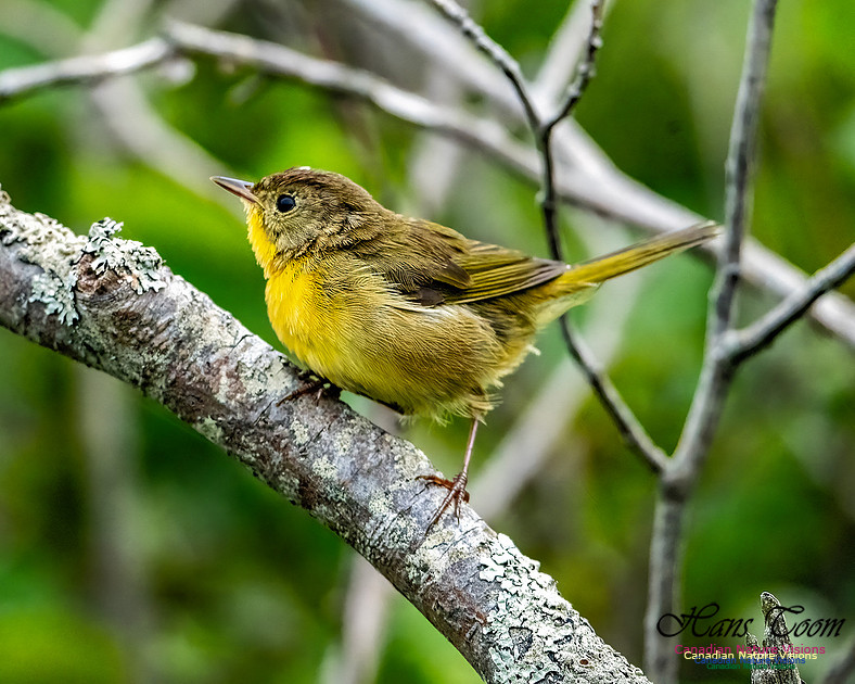 Common Yellowthroat 851