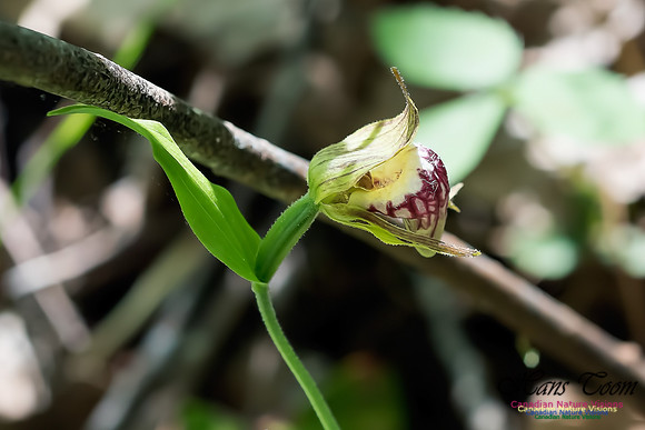 Ram's Head Orchid