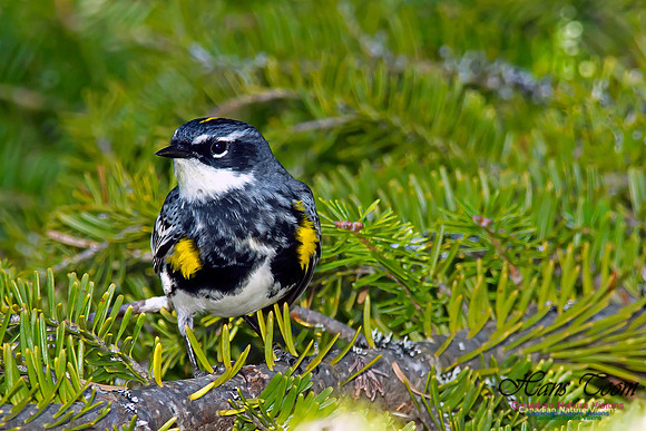 Yellow-rumped Warbler
