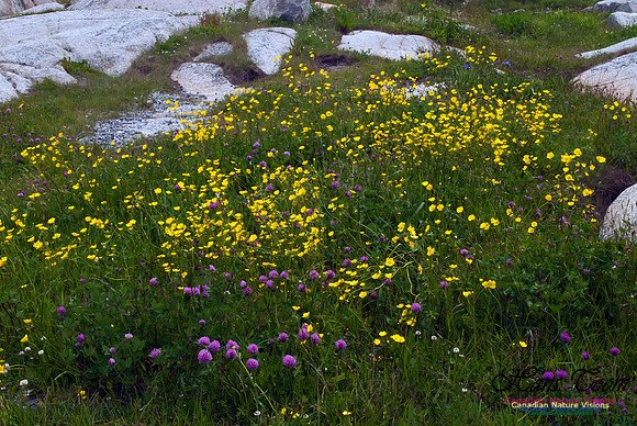 Peggys Cove