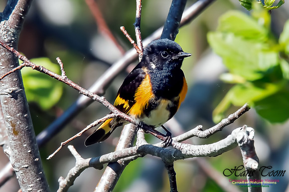 American Redstart
