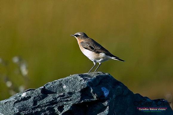 Northern Wheatear