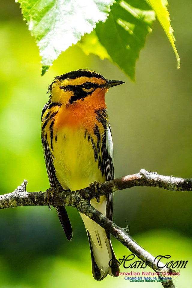 Blackburnian Warbler 100