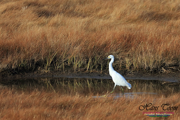 Snowy Egret 1012