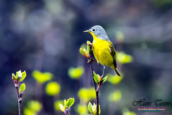 Nashville Warbler