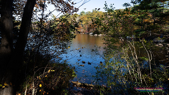 Frog Pond Stroll 108