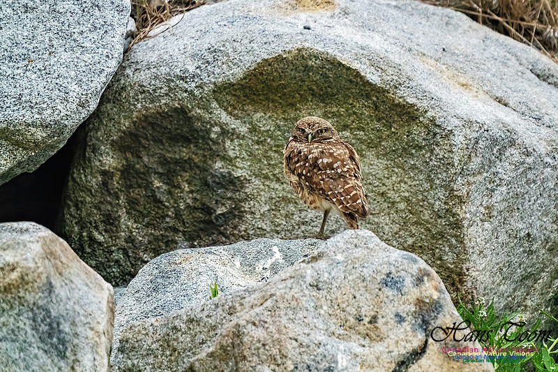 Burrowing Owl 123