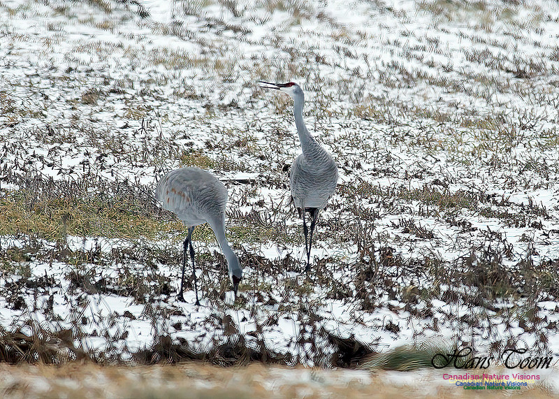 Sandhill Crane 701