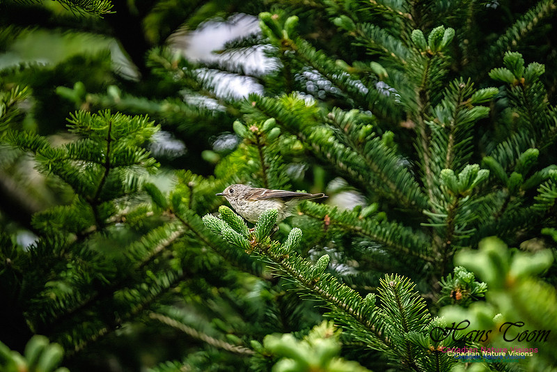 Ruby-crowned Kinglet 103