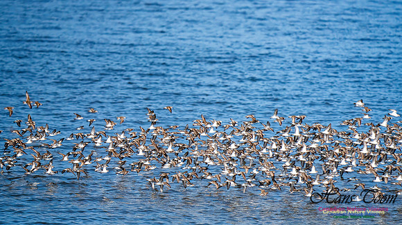 Evangeline Beach Peeps 2024 1025