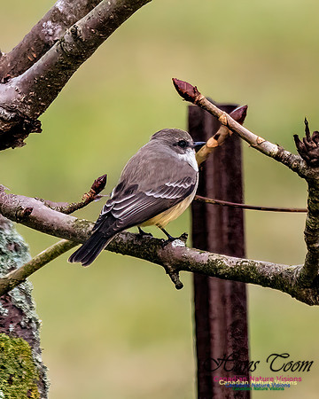Vermilion Flycatcher 103