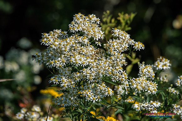 Aster