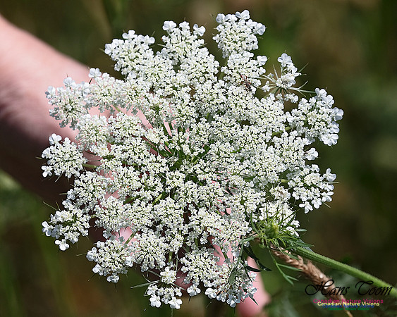 Queen Anne's Lace 100