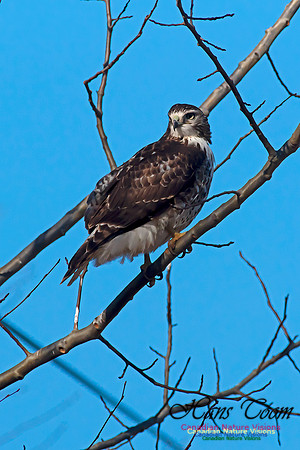 Red-tailed Hawk