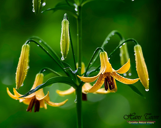 Canada Lily and Raindrops 2020 2