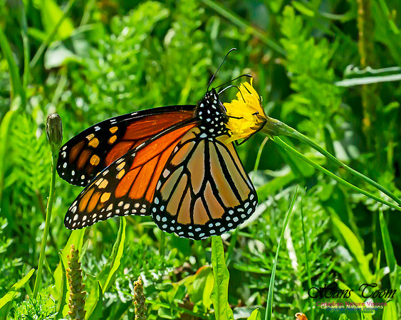 Monarch Butterfly 104