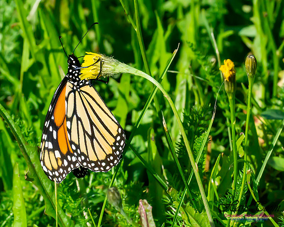 Monarch Butterfly 103