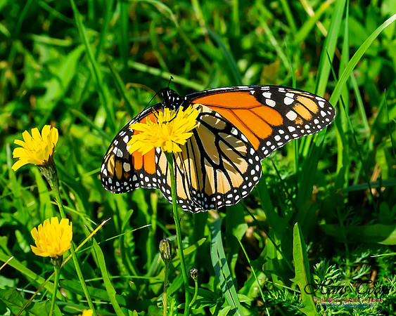Monarch Butterfly 101