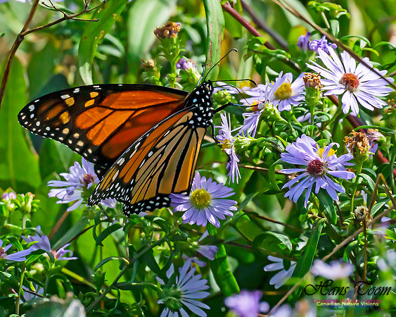 Monarch Butterfly 106