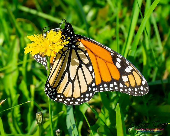 Monarch Butterfly 102