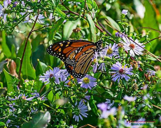 Monarch Butterfly 105