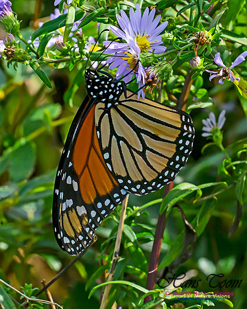 Monarch Butterfly 107