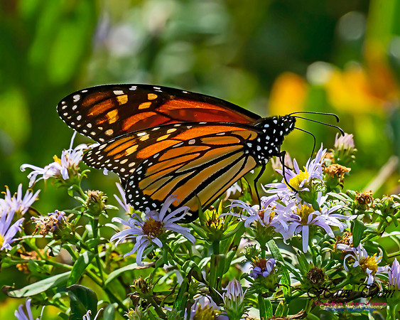 Monarch Butterfly 108