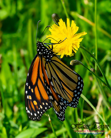 Monarch Butterfly 100