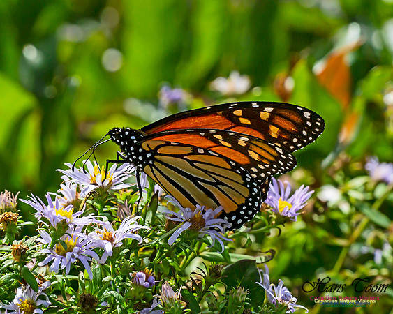 Monarch Butterfly 109