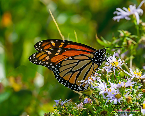 Monarch Butterfly 110