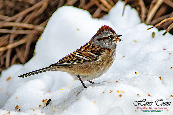 Nova Scotia Winter Scenes 127