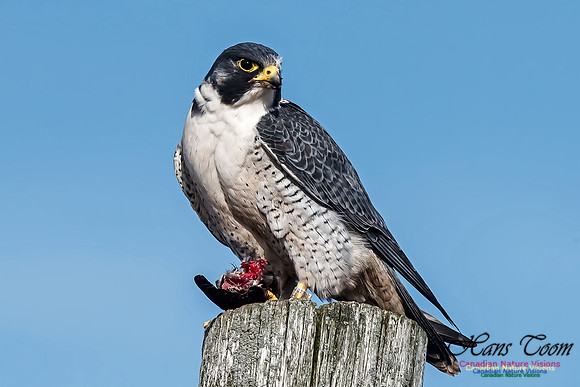 Peregrine Falcon