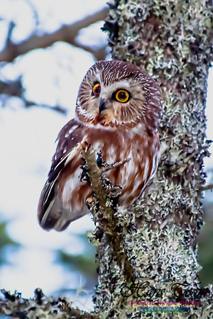 Northern Saw-whet Owl