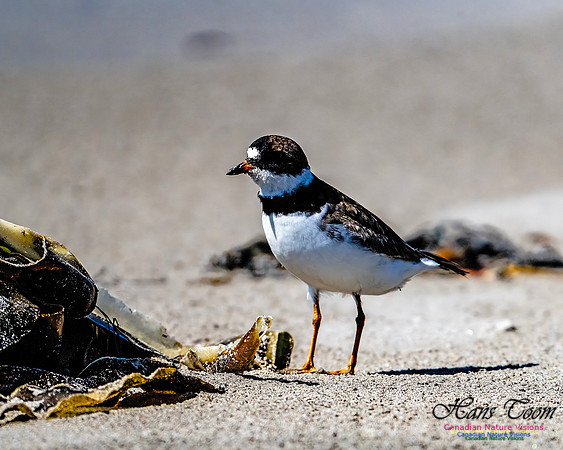 Shorebird Melee 138